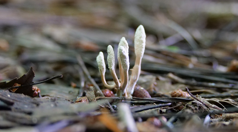 cordyceps